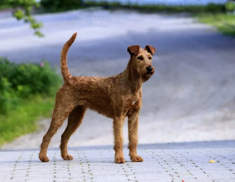 Đặc điểm của chó Irish Terrier 1