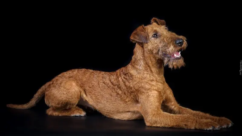 Nguồn gốc của chó Irish Terrier