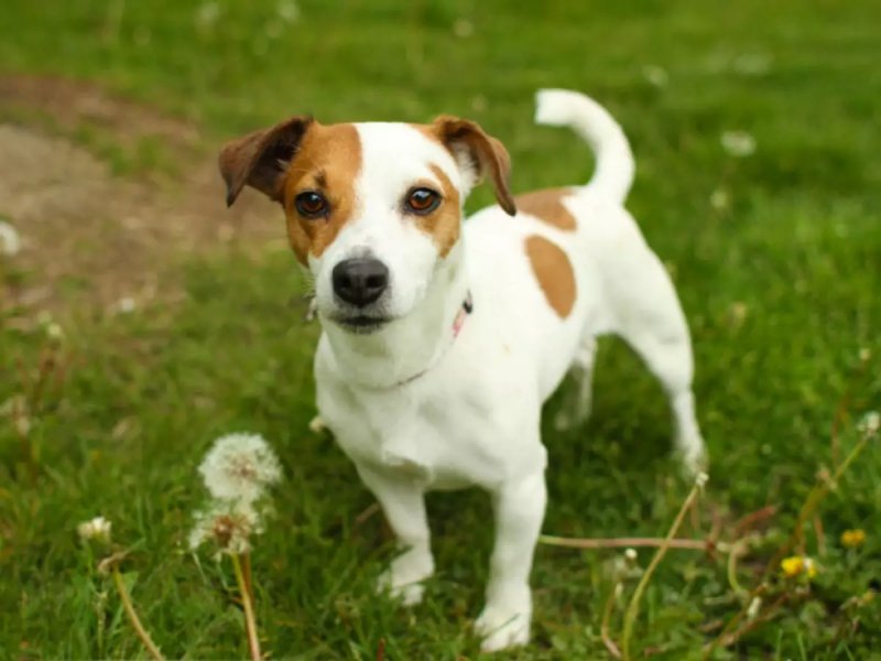 Nguồn gốc chó Jack Russell Terrier