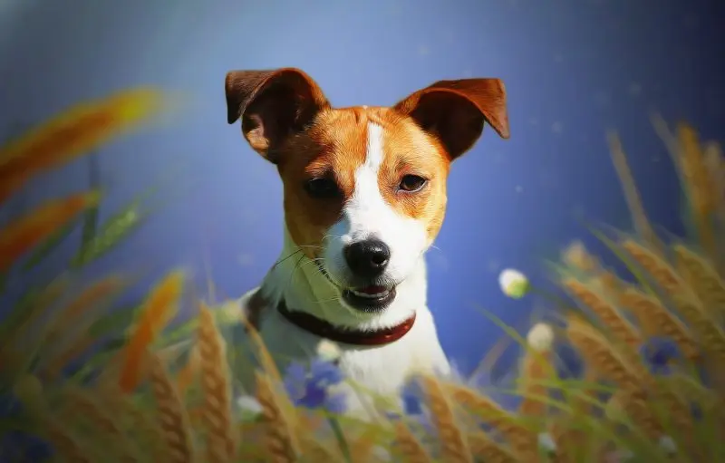 Vệ sinh lông Jack Russell Terrier