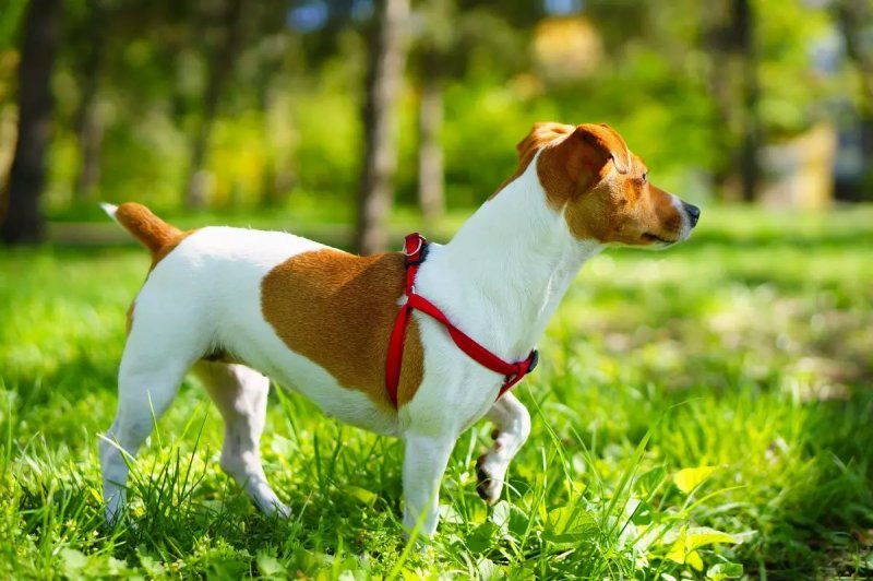 Môi trường sống của Jack Russell Terrier