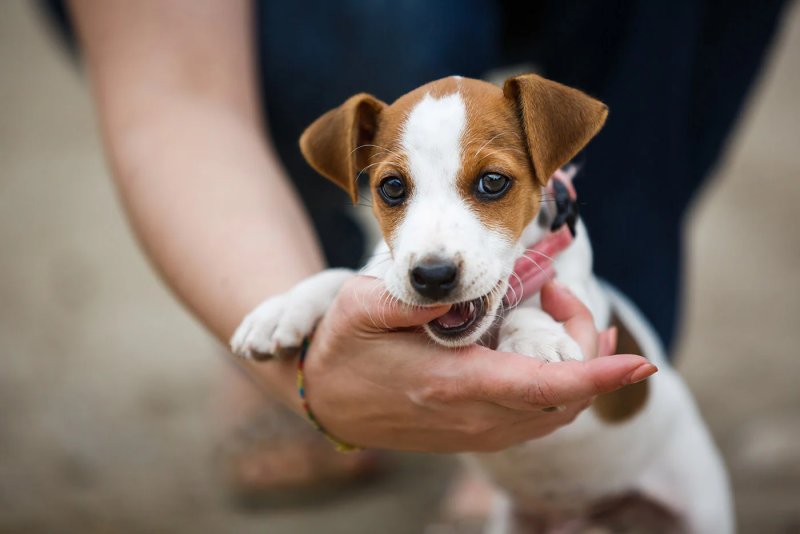 Giá bán chó Jack Russell Terrier