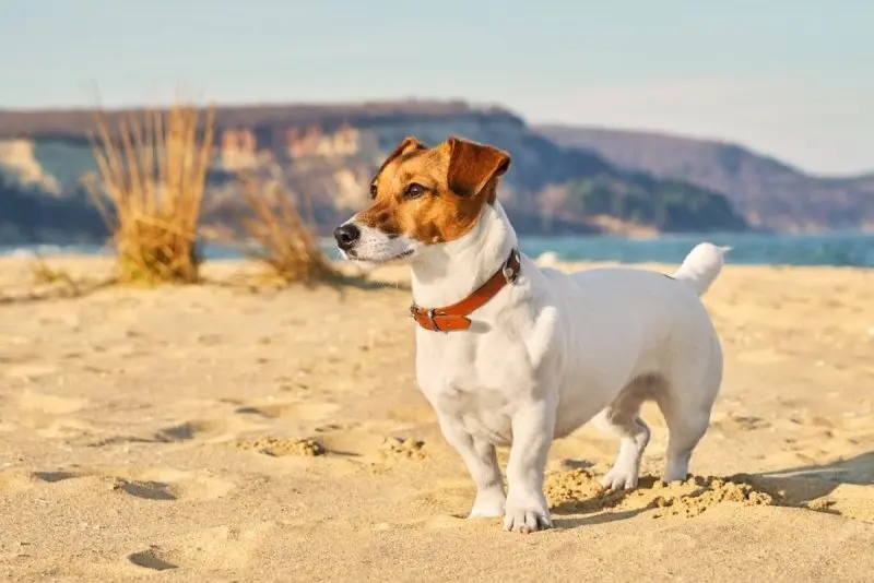 Chó Jack Russell Terrier màu trắng - đen