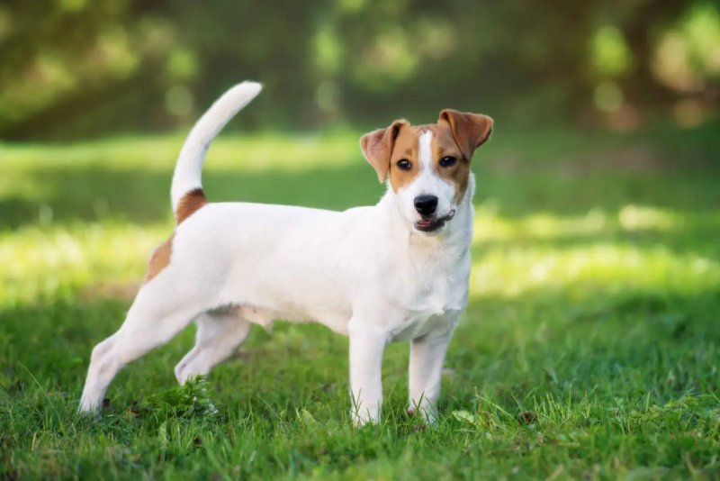 Hình ảnh chó Jack Russell Terrier 5