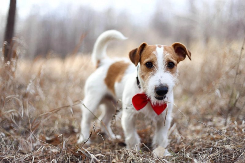 Hình ảnh chó Jack Russell Terrier 9