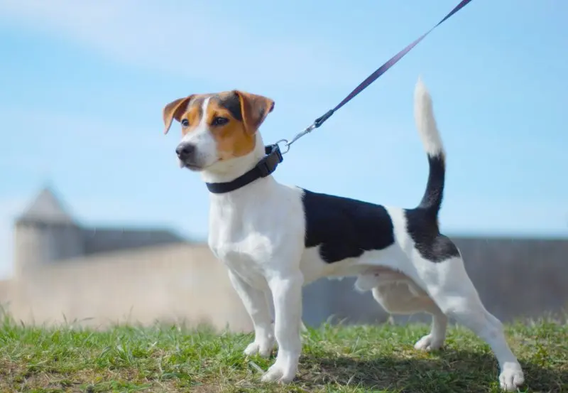 Hình ảnh chó Jack Russell Terrier 11