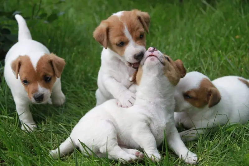 Hình ảnh chó Jack Russell Terrier 12