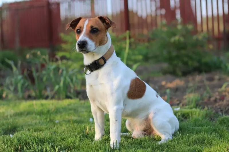 Hình ảnh chó Jack Russell Terrier 13