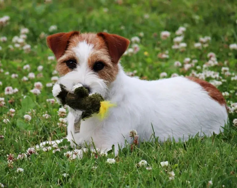 Hình ảnh chó Jack Russell Terrier 15