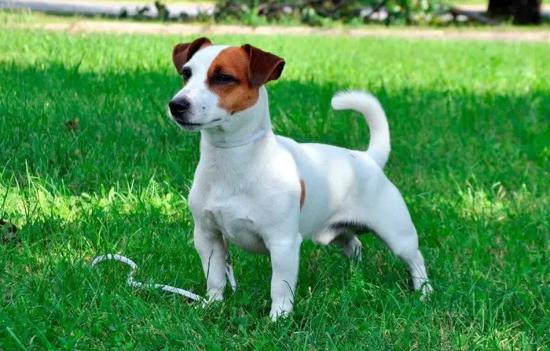 Hình ảnh chó Jack Russell Terrier 16