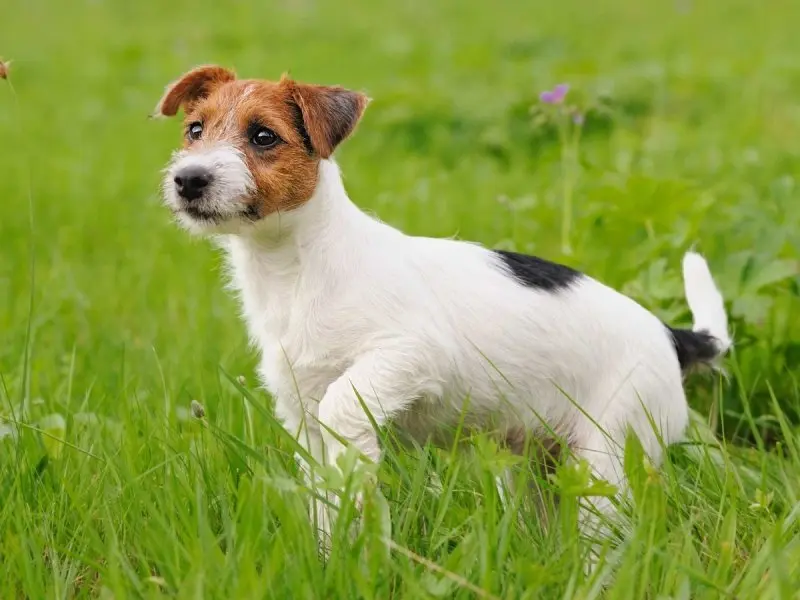 Hình ảnh chó Jack Russell Terrier 17