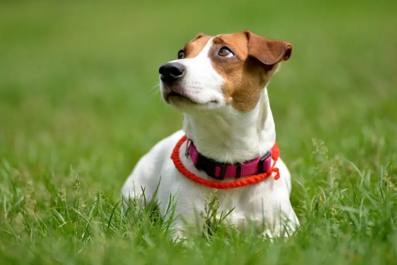 Hình ảnh chó Jack Russell Terrier 18