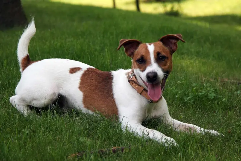 Hình ảnh chó Jack Russell Terrier 20