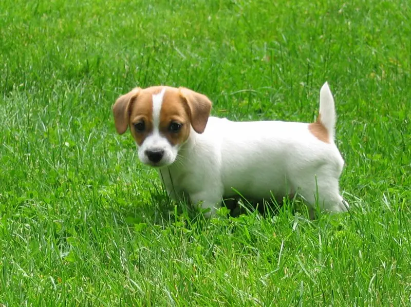 Hình ảnh chó Jack Russell Terrier 23