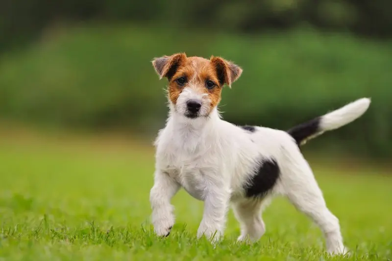 Hình ảnh chó Jack Russell Terrier 24