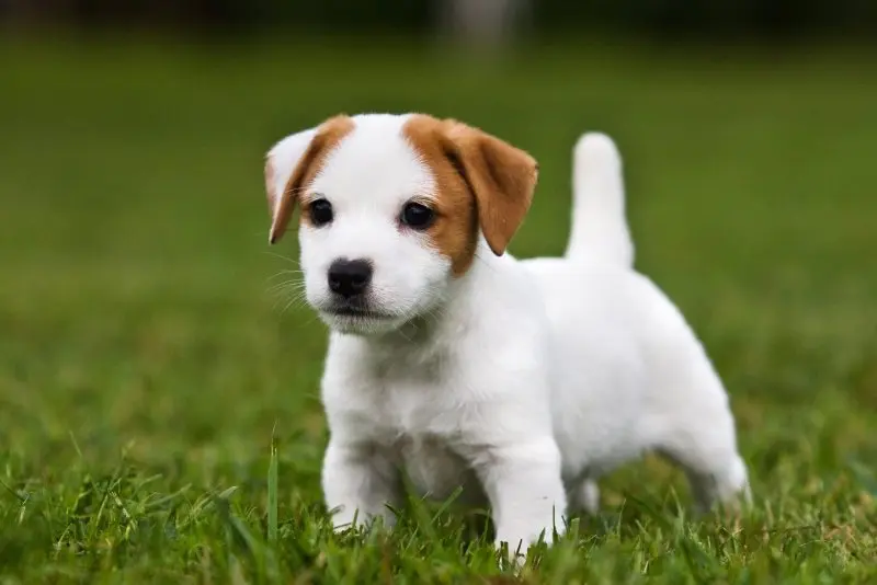 Hình ảnh chó Jack Russell Terrier 25