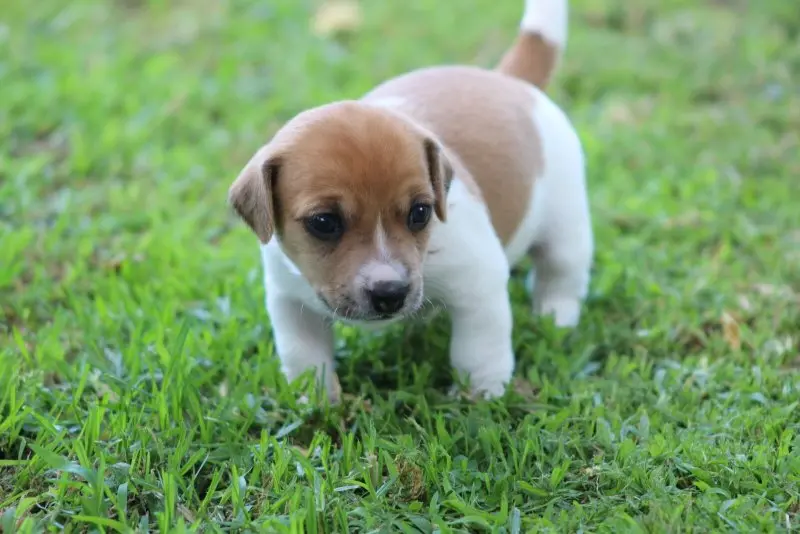 Hình ảnh chó Jack Russell Terrier 26