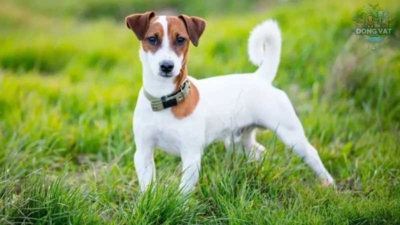 Chó Jack Russell Terrier giá bao nhiêu? Đặc điểm và cách chăm sóc