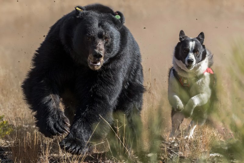 Hình ảnh chó Karelian Bear Dog 4