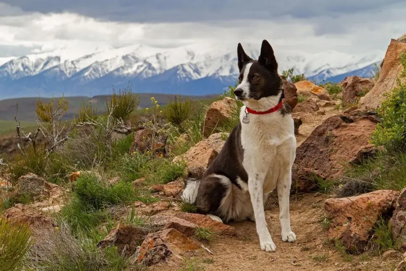 Hình ảnh chó Karelian Bear Dog 3