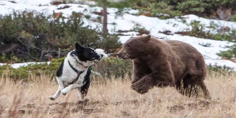 Hình ảnh chó Karelian Bear Dog 5