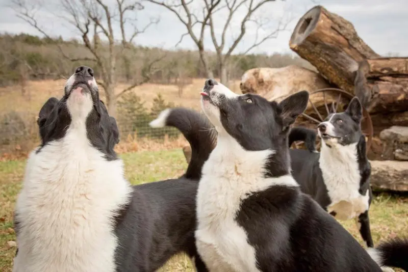 Hình ảnh chó Karelian Bear Dog 7