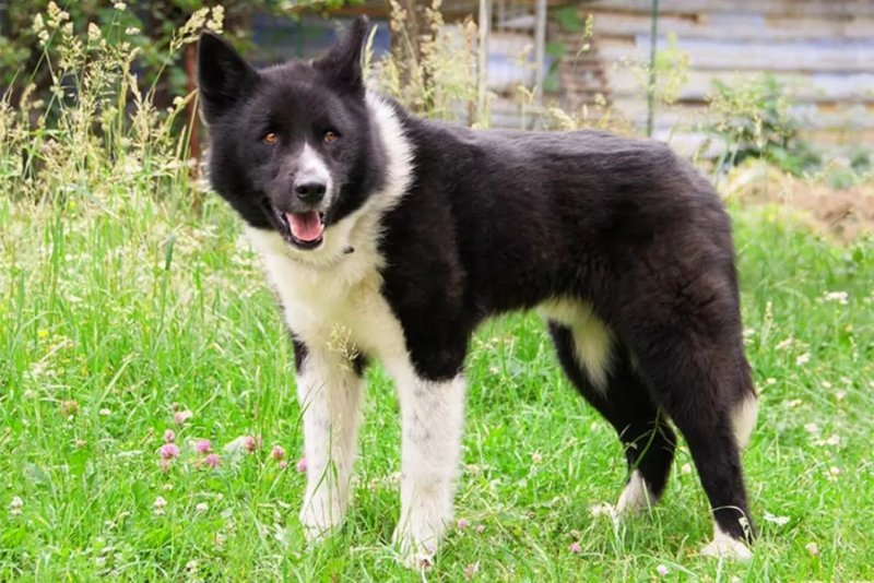 Hình ảnh chó Karelian Bear Dog 8