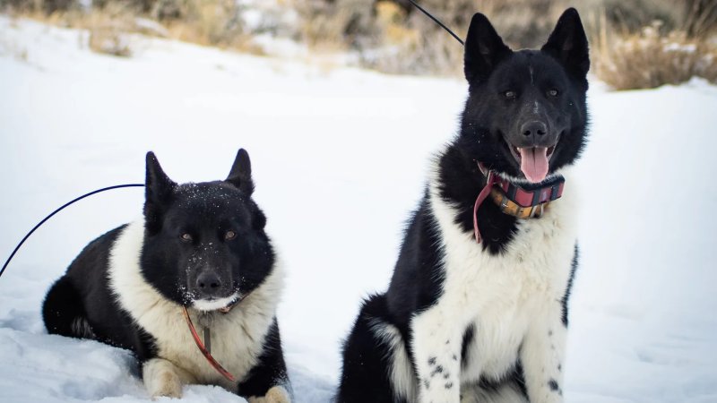 Hình ảnh chó Karelian Bear Dog 9