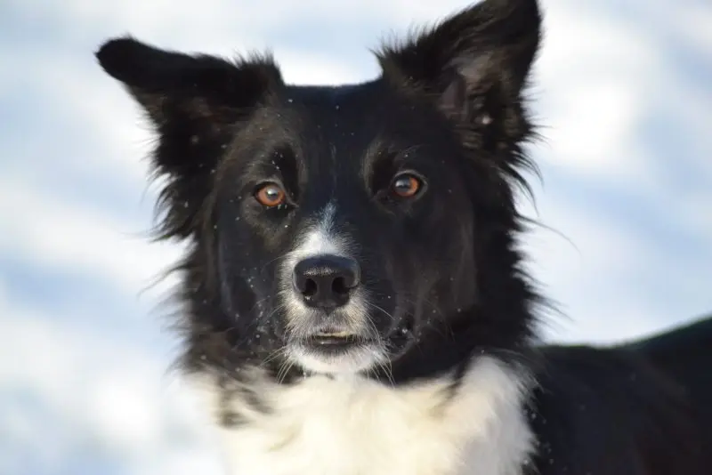 Hình ảnh chó Karelian Bear Dog 11