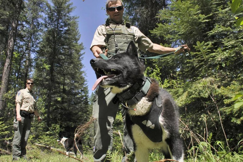 Hình ảnh chó Karelian Bear Dog 12