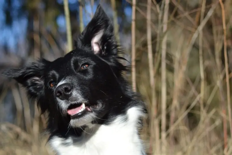 Hình ảnh chó Karelian Bear Dog 13