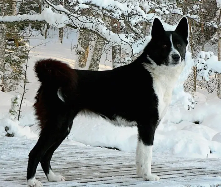 Hình ảnh chó Karelian Bear Dog 14