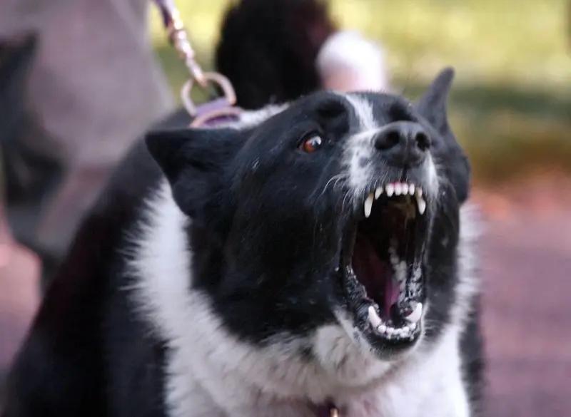 Hình ảnh chó Karelian Bear Dog 23