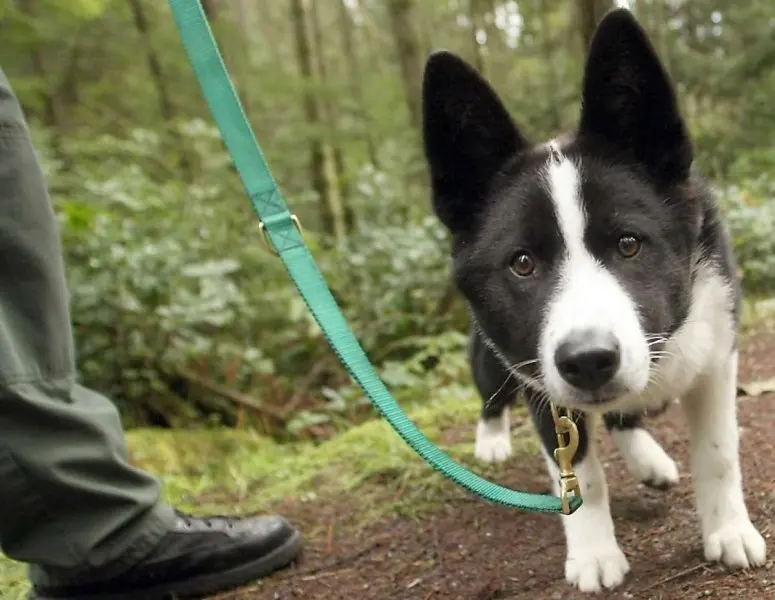 Hình ảnh chó Karelian Bear Dog 15