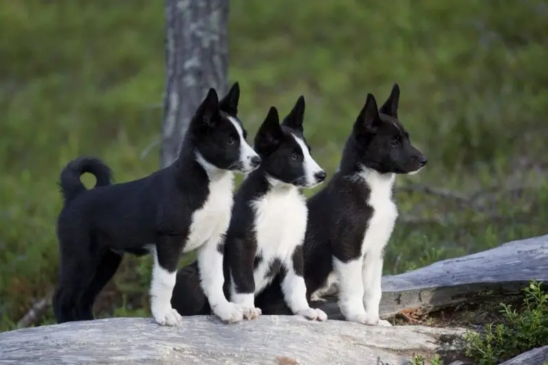 Hình ảnh chó Karelian Bear Dog 16