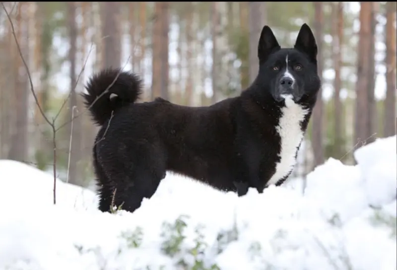 Hình ảnh chó Karelian Bear Dog 17