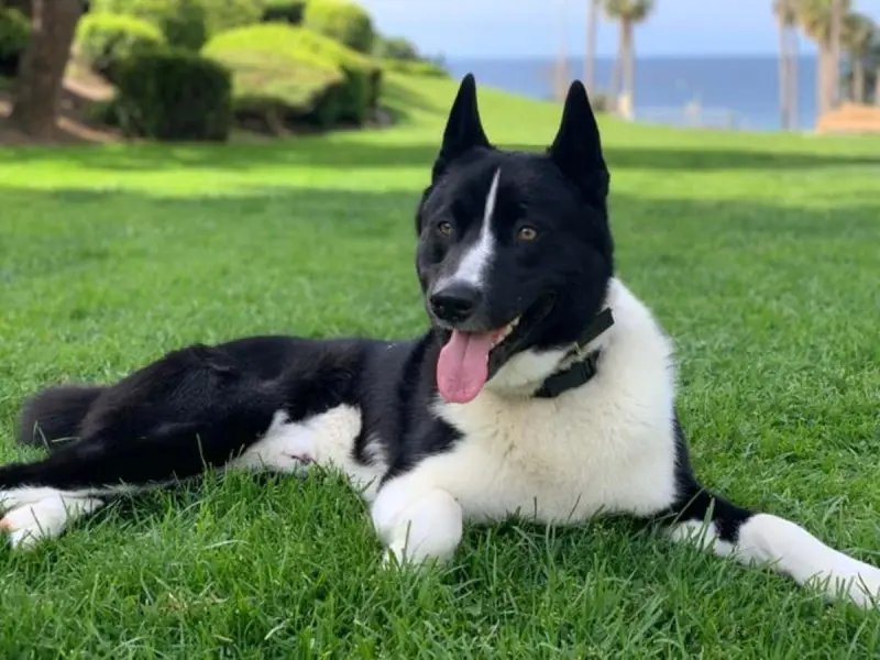 Hình ảnh chó Karelian Bear Dog 18