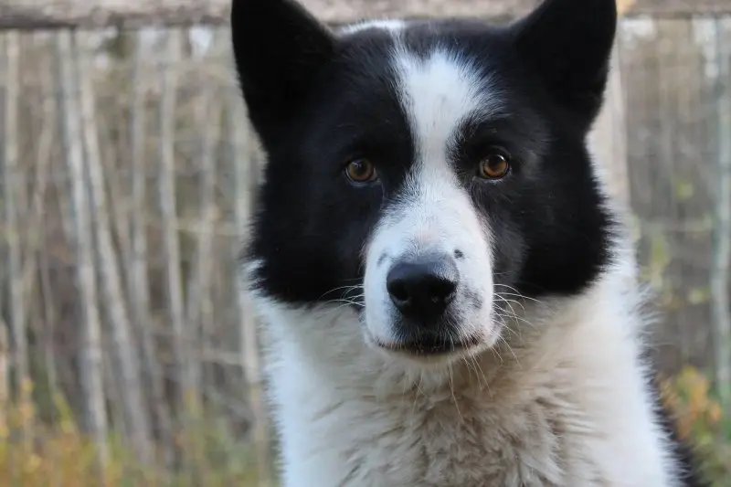 Hình ảnh chó Karelian Bear Dog 20