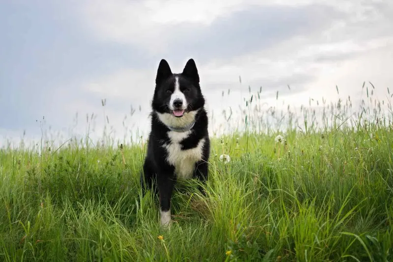 Hình ảnh chó Karelian Bear Dog 21