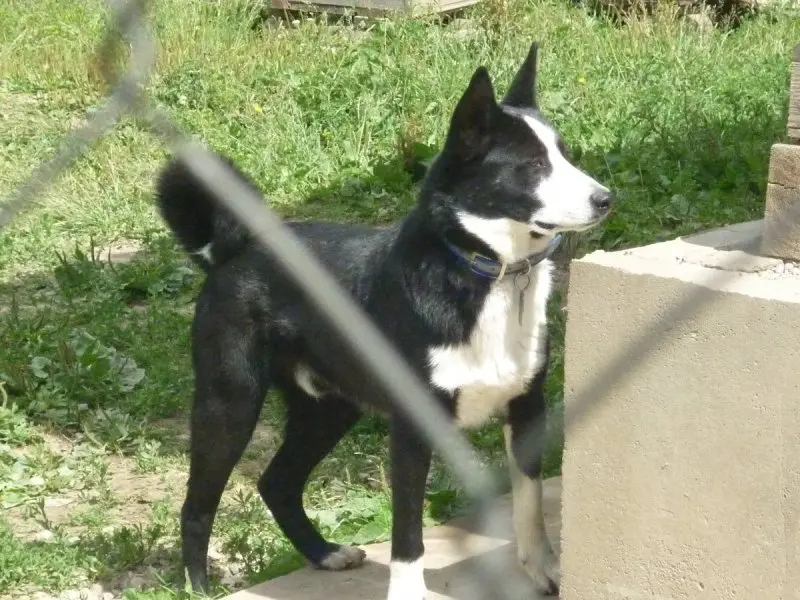 Nguồn gốc của chó Karelian Bear Dog