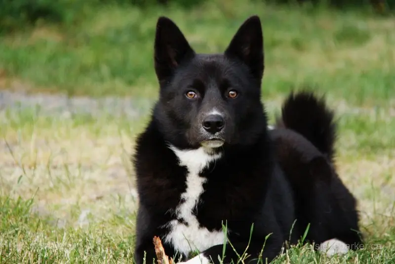 Đặc điểm của chó Karelian Bear Dog 1