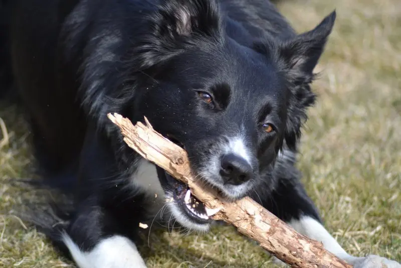 Đặc điểm của chó Karelian Bear Dog 2