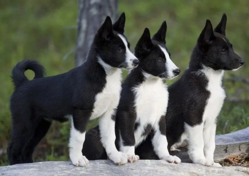 Cách chăm sóc chó Karelian Bear Dog 1