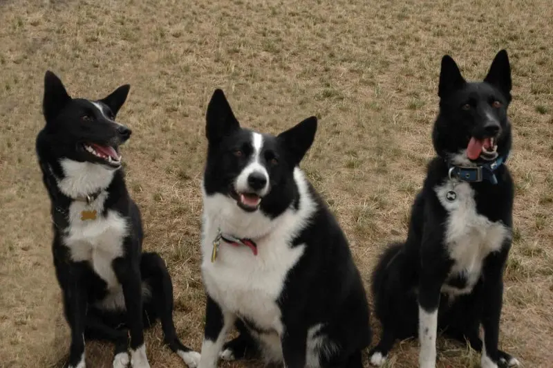 Cách chăm sóc chó Karelian Bear Dog 2