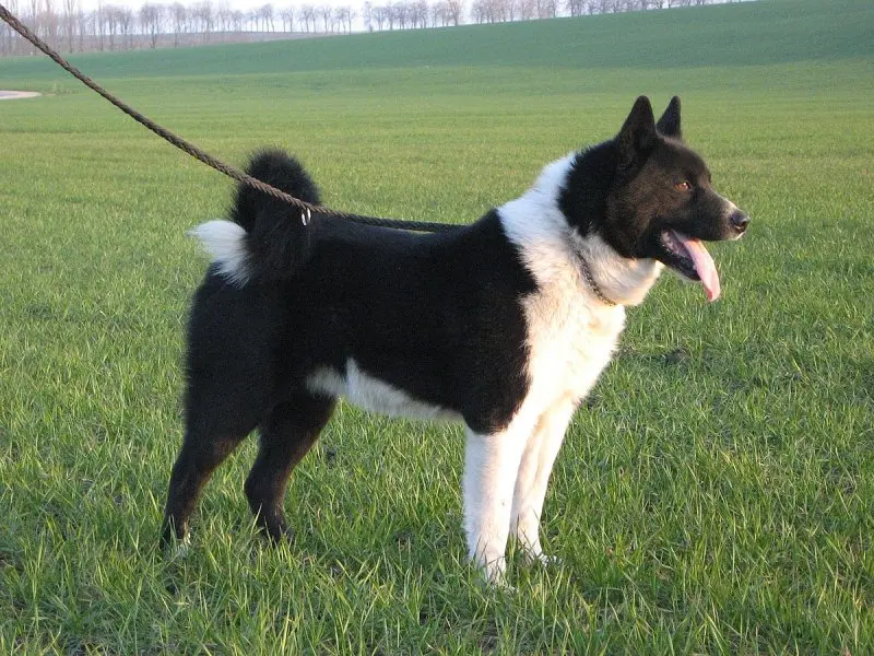 Cách chăm sóc chó Karelian Bear Dog 3