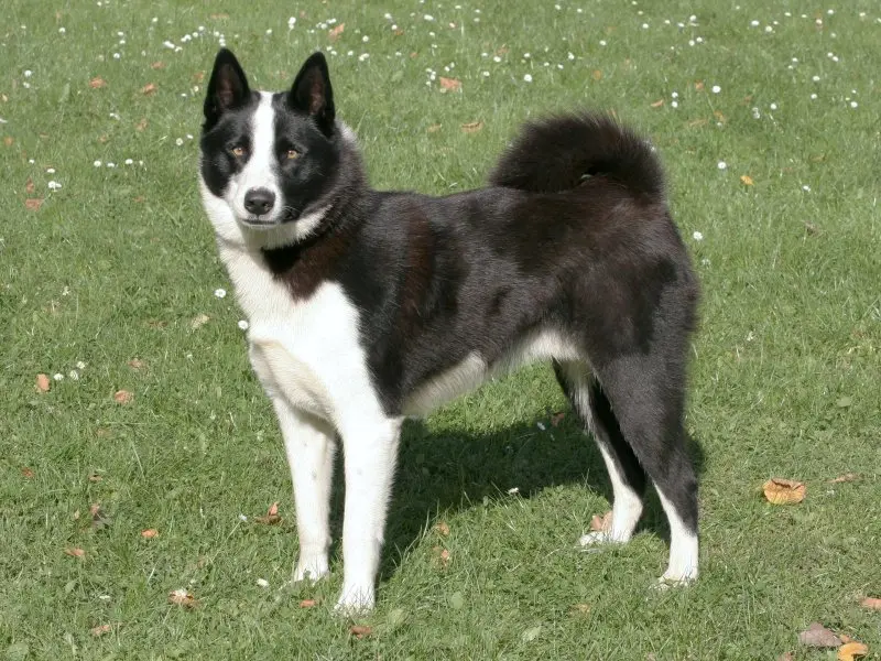 Sức khỏe và tuổi thọ của chó Karelian Bear Dog