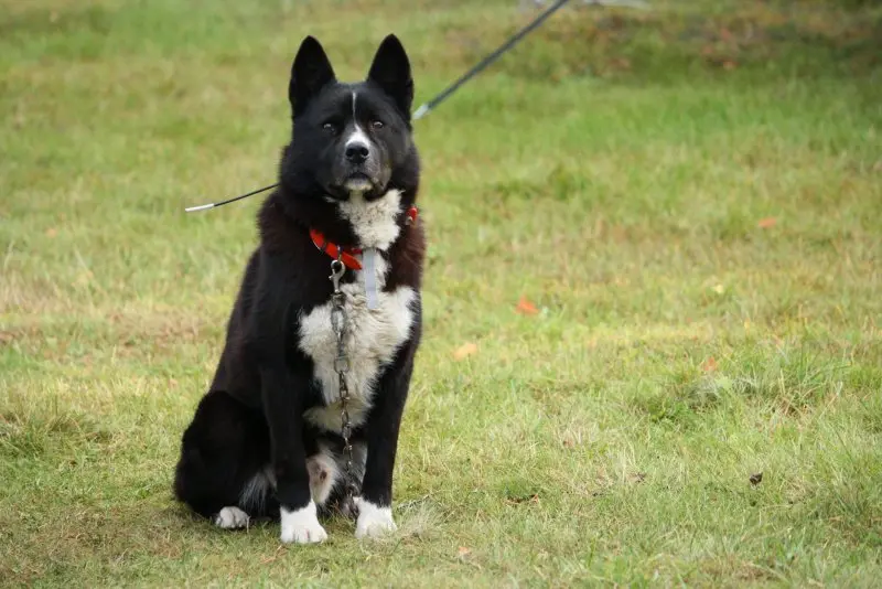 Giá bán chó Karelian Bear Dog