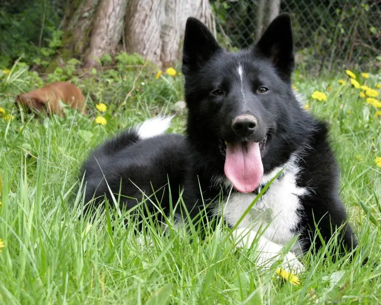 Hình ảnh chó Karelian Bear Dog 1