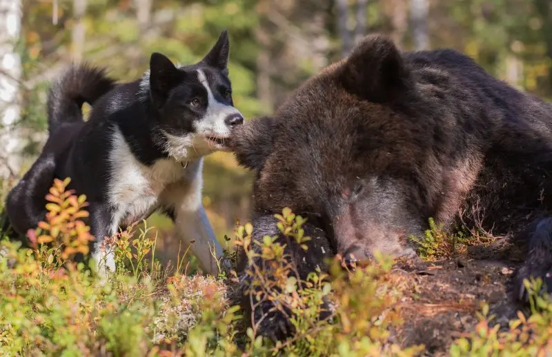 Hình ảnh chó Karelian Bear Dog 2