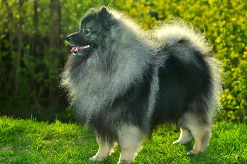 Hình ảnh chó Keeshond 18